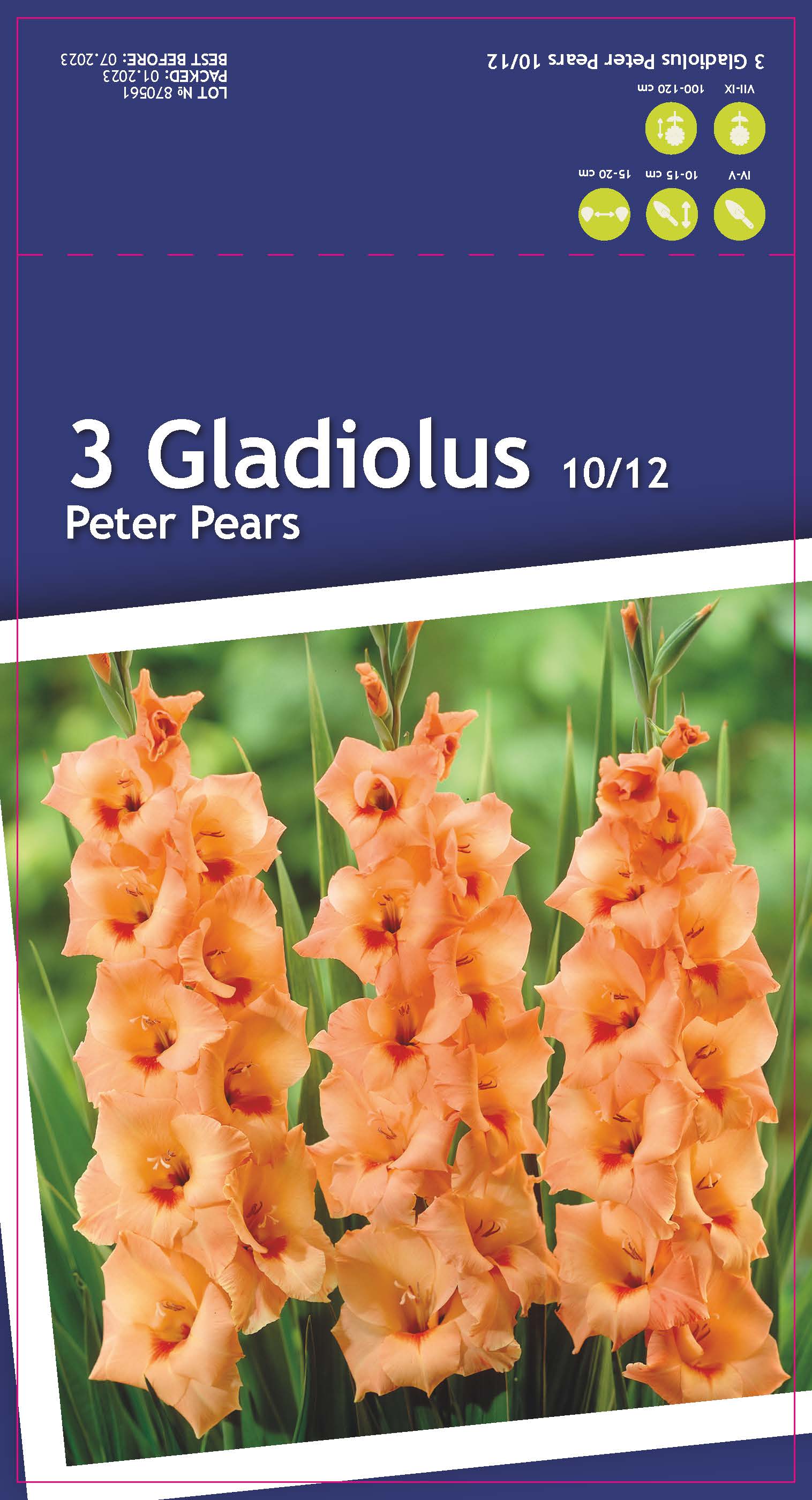 Гладиолус крупноцветковый Питер Пирс